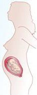 Desarrollo del feto en el sexto mes de embarazo