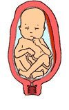 Desarrollo del feto en el séptimo mes de embarazo