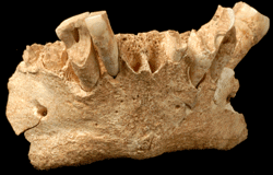 Primer hominino de Europa en Atapuerca