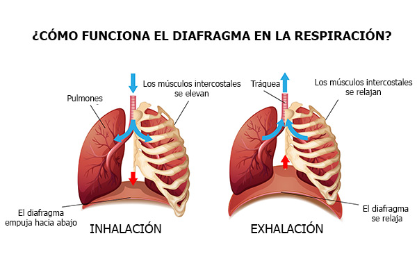 ¿Cómo funciona el diafragma en la respiración?