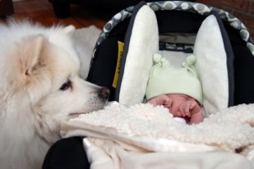 Bebé recién nacido y mascota perro y gato