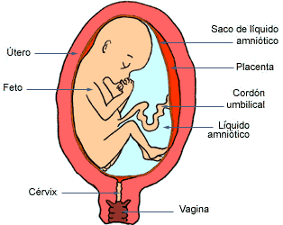 Desarrollo del feto en el quinto mes de embarazo