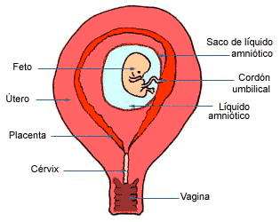 Desarrollo del feto en el segundo mes de embarazo