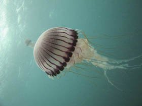 Picaduras de medusas en bebés y niños