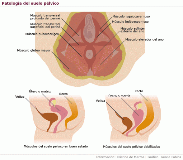 Suelo pélvico Elbebe.com