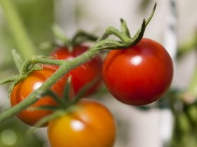 Los tomates provenzales son muy sencillos