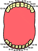 mes4 7 dientes